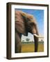 Elephant-James W. Johnson-Framed Giclee Print