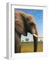 Elephant-James W. Johnson-Framed Giclee Print