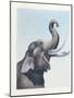 Elephant-null-Mounted Giclee Print