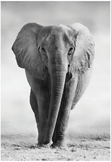 Poster, , large