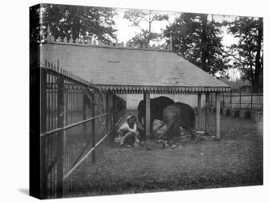 Elephants, Alipore, India, 1905-1906-FL Peters-Stretched Canvas