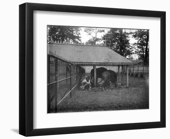 Elephants, Alipore, India, 1905-1906-FL Peters-Framed Giclee Print