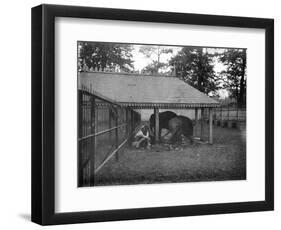 Elephants, Alipore, India, 1905-1906-FL Peters-Framed Giclee Print