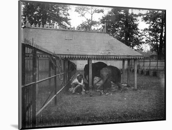 Elephants, Alipore, India, 1905-1906-FL Peters-Mounted Giclee Print