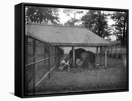 Elephants, Alipore, India, 1905-1906-FL Peters-Framed Stretched Canvas