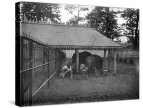 Elephants, Alipore, India, 1905-1906-FL Peters-Stretched Canvas