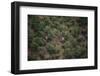 Elephants among the Bushes-DLILLC-Framed Photographic Print