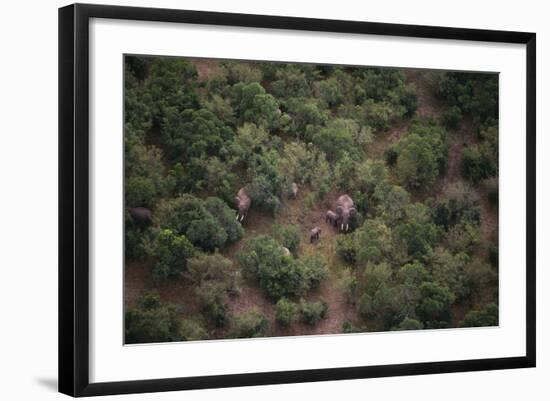Elephants among the Bushes-DLILLC-Framed Photographic Print