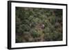 Elephants among the Bushes-DLILLC-Framed Photographic Print