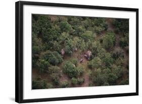 Elephants among the Bushes-DLILLC-Framed Photographic Print