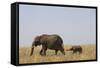 Elephants and Calf in Savanna-Paul Souders-Framed Stretched Canvas