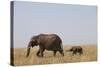 Elephants and Calf in Savanna-Paul Souders-Stretched Canvas