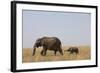 Elephants and Calf in Savanna-Paul Souders-Framed Photographic Print