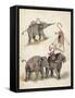 Elephants and Flamingoes-Richard Andre-Framed Stretched Canvas