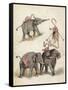 Elephants and Flamingoes-Richard Andre-Framed Stretched Canvas