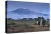 Elephants and Mountain-DLILLC-Stretched Canvas