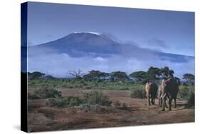 Elephants and Mountain-DLILLC-Stretched Canvas