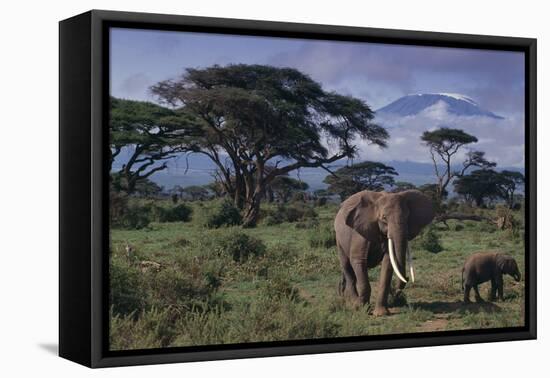 Elephants and Mountain-DLILLC-Framed Stretched Canvas