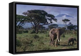 Elephants and Mountain-DLILLC-Framed Stretched Canvas