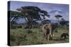Elephants and Mountain-DLILLC-Stretched Canvas