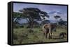 Elephants and Mountain-DLILLC-Framed Stretched Canvas