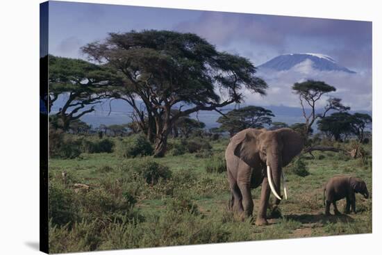 Elephants and Mountain-DLILLC-Stretched Canvas