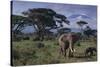 Elephants and Mountain-DLILLC-Stretched Canvas