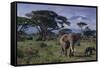 Elephants and Mountain-DLILLC-Framed Stretched Canvas