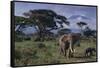 Elephants and Mountain-DLILLC-Framed Stretched Canvas