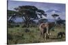 Elephants and Mountain-DLILLC-Stretched Canvas