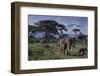 Elephants and Mountain-DLILLC-Framed Premium Photographic Print