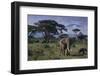 Elephants and Mountain-DLILLC-Framed Premium Photographic Print