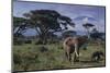 Elephants and Mountain-DLILLC-Mounted Premium Photographic Print