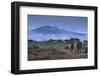 Elephants and Mountain-DLILLC-Framed Photographic Print