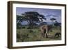 Elephants and Mountain-DLILLC-Framed Photographic Print