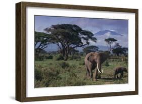 Elephants and Mountain-DLILLC-Framed Photographic Print