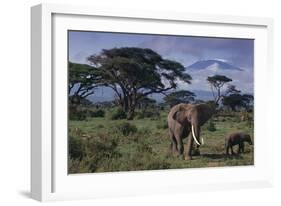 Elephants and Mountain-DLILLC-Framed Photographic Print