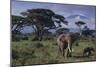 Elephants and Mountain-DLILLC-Mounted Photographic Print