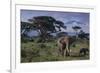 Elephants and Mountain-DLILLC-Framed Photographic Print