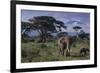 Elephants and Mountain-DLILLC-Framed Photographic Print