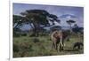 Elephants and Mountain-DLILLC-Framed Photographic Print