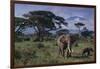 Elephants and Mountain-DLILLC-Framed Photographic Print