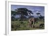 Elephants and Mountain-DLILLC-Framed Photographic Print