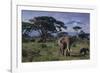 Elephants and Mountain-DLILLC-Framed Photographic Print