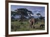 Elephants and Mountain-DLILLC-Framed Photographic Print