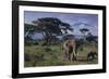 Elephants and Mountain-DLILLC-Framed Photographic Print