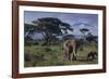 Elephants and Mountain-DLILLC-Framed Photographic Print