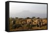 Elephants and Mt Kilimanjaro, Amboseli, Kenya, Africa-Kymri Wilt-Framed Stretched Canvas