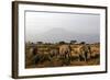 Elephants and Mt Kilimanjaro, Amboseli, Kenya, Africa-Kymri Wilt-Framed Photographic Print