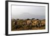 Elephants and Mt Kilimanjaro, Amboseli, Kenya, Africa-Kymri Wilt-Framed Photographic Print